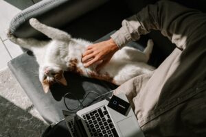 caturday-working-remotely